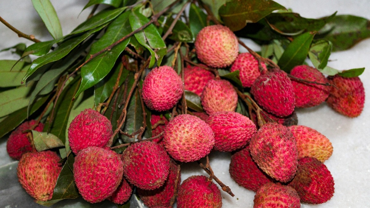 How Bihar's Shahi litchi is under siege due to climate chang