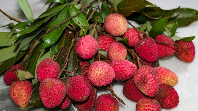 Bihar's famous Shahi litchi is under threat. Erratic weather and a major stink bug infestation are devastating orchards in Muzaffarpur. Experts are now racing to implement new strategies to save the iconic crop. (Photo: Unsplash) Bihar's famous Shahi litchi is under threat. Erratic weather and a major stink bug infestation are devastating orchards in Muzaffarpur. Experts are now racing to implement new strategies to save the iconic crop. (Photo: Unsplash)