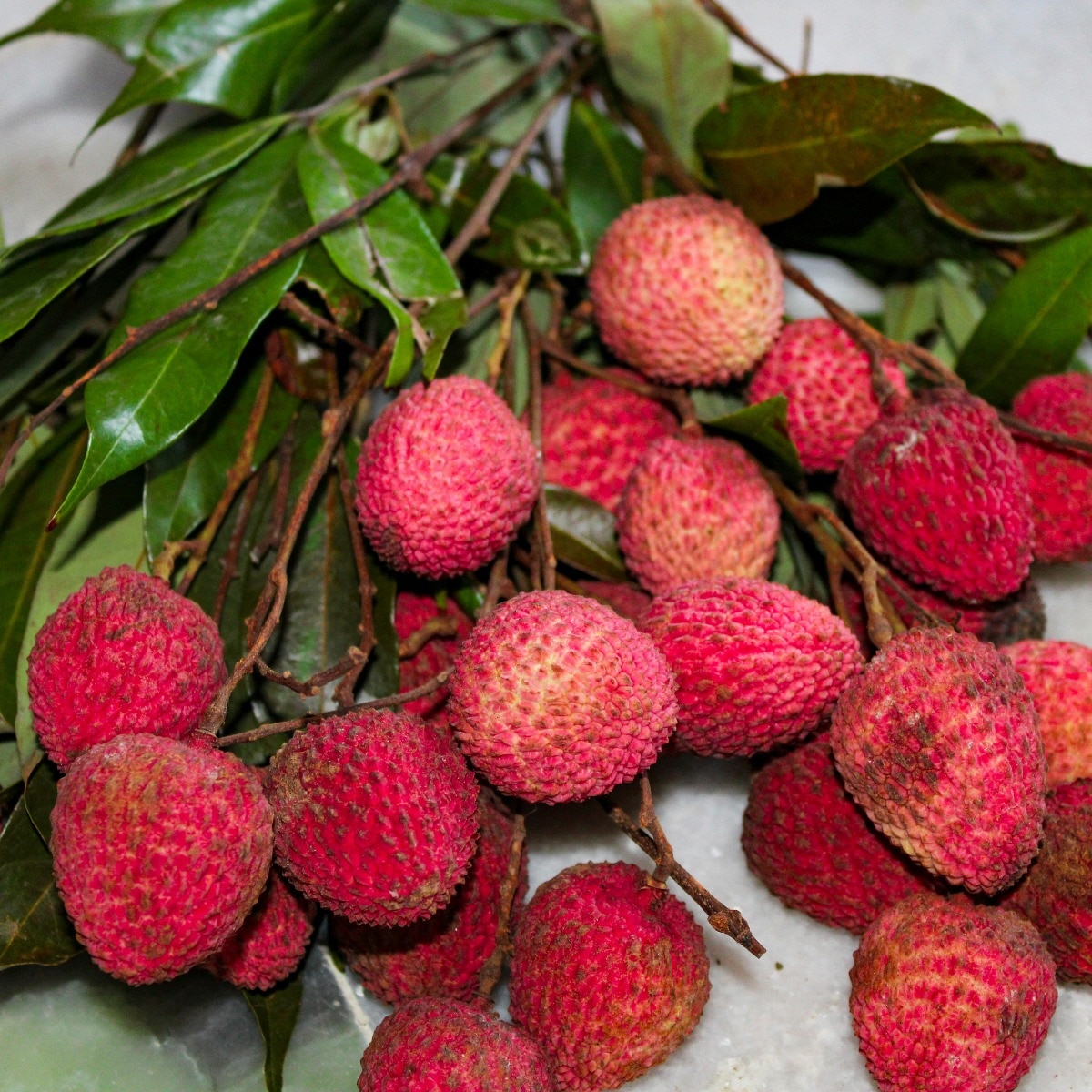How Bihar's Shahi litchi is under siege due to climate change and stink bugs