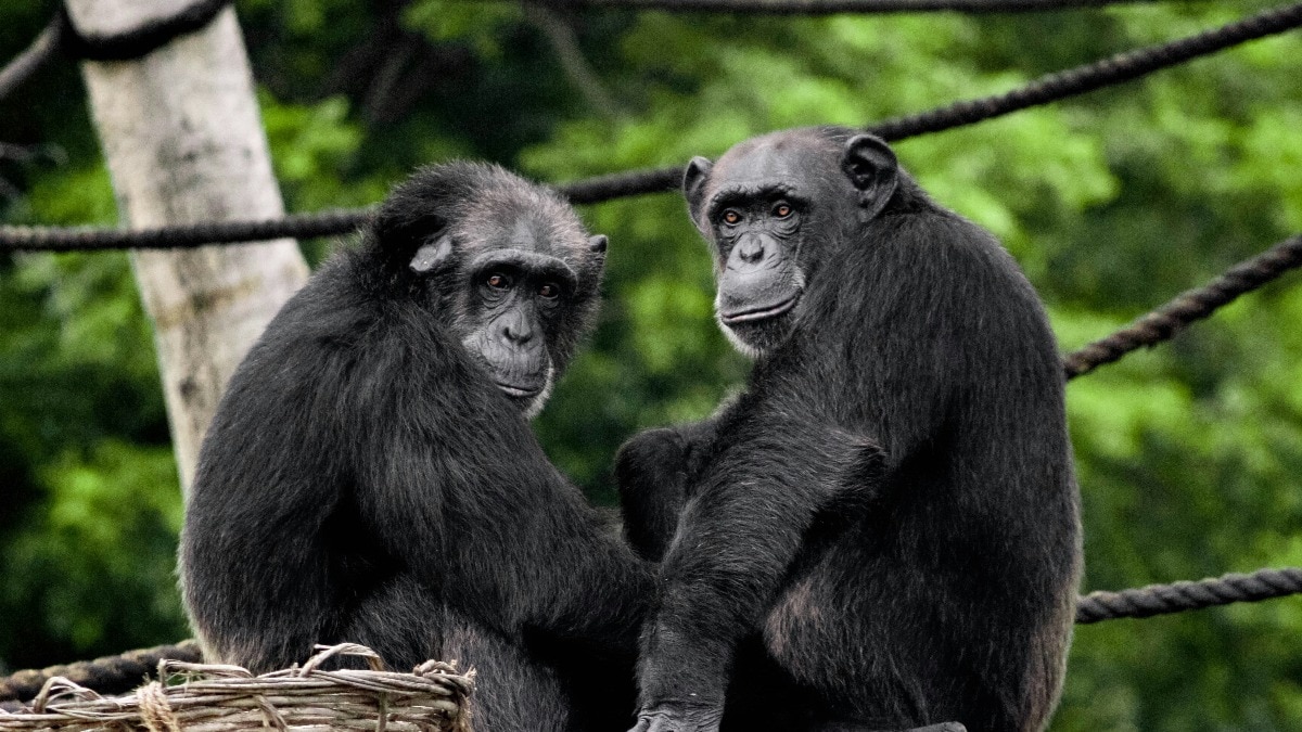 Humans learnt the art of maintaining friend circles from chimpanzees