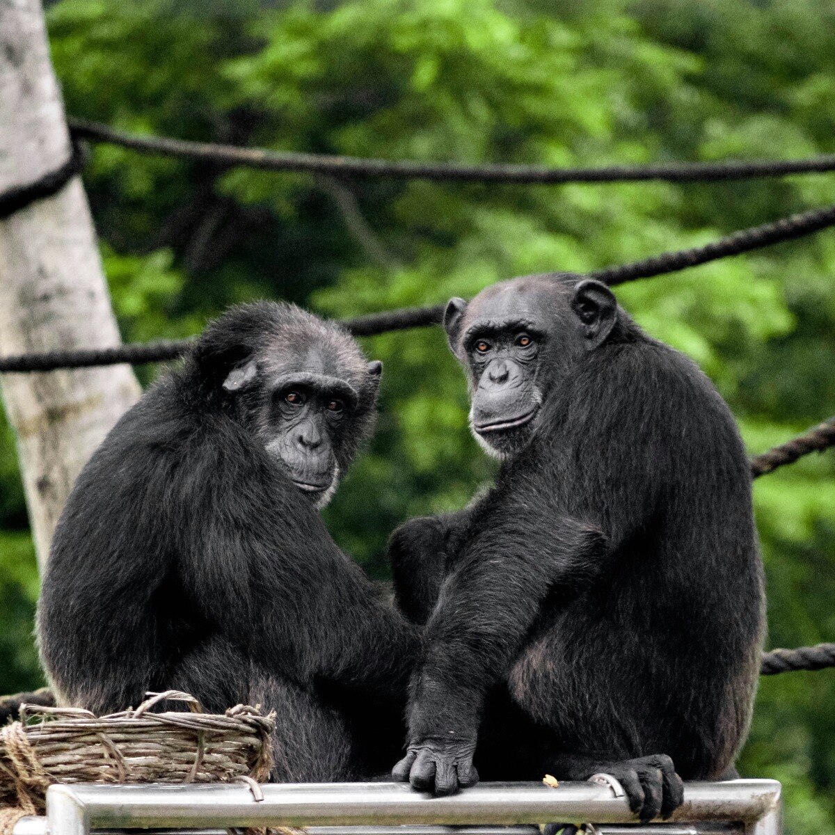 Humans learnt the art of maintaining friend circles from chimpanzees
