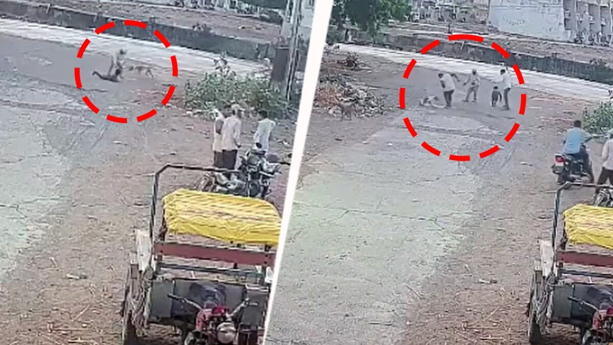 Video: Stray dog attacks 7-year-old, bites grandfather and 2