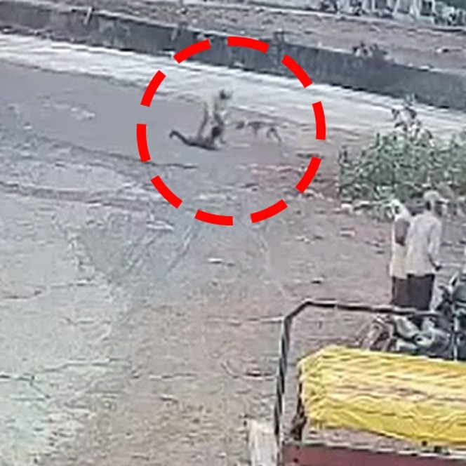 Video: Stray dog attacks 7-year-old, bites grandfather and 2 others within seconds