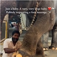 elephant elephant