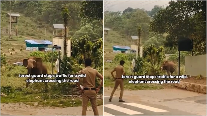 A video showing a forest guard stopping traffic to let an elephant pass is viral. (Photo: X) elephant