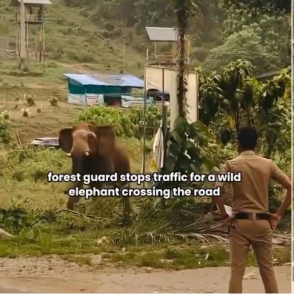 Forest guard pauses traffic for wild elephant in powerful coexistence lesson