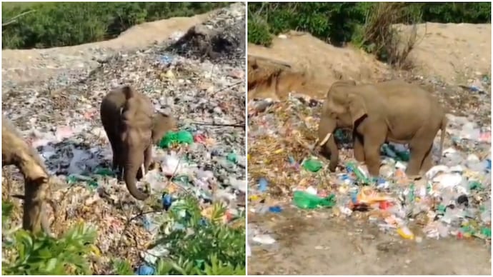 Elephant searches for food amid plastic waste in Karnataka