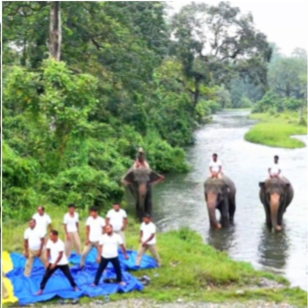 Watch: IFS officer shares video of rangers doing yoga with elephants in forest