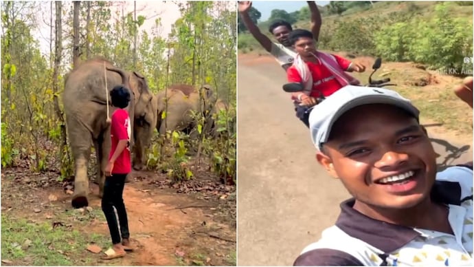 elephants