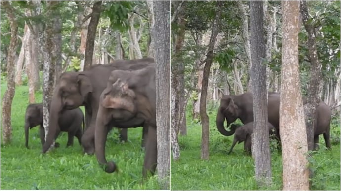 elephants
