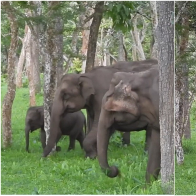 Elephants, deer return to Tamil Nadu forests after massive restoration drive