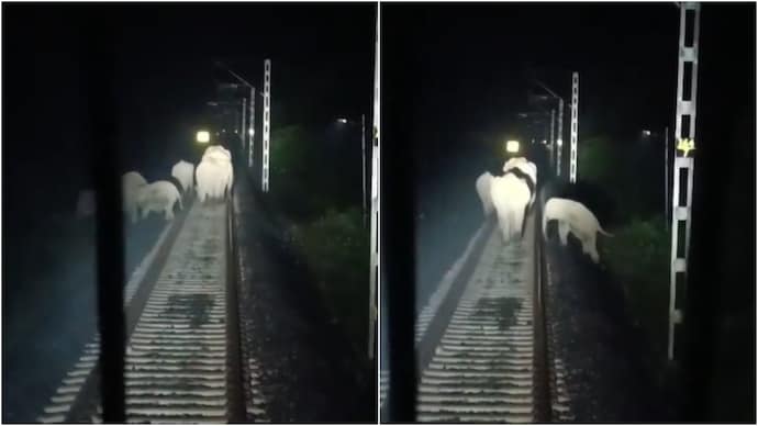 elephants train