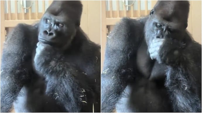 A video showing a gorilla's human-like gestures has gone viral. (Photo: X) gorilla