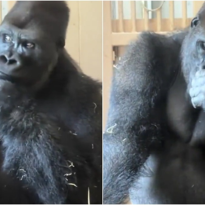Gorilla sits in deep thought after fight with mate, makes Internet wonder if it's AI