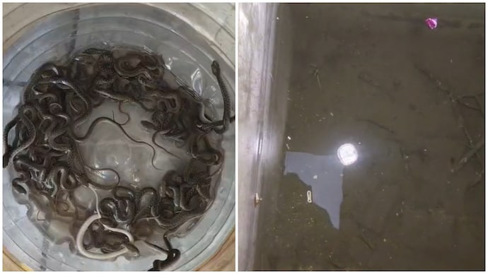Haridwar family finds 27 snake hatchlings in water tank Haridwar family finds 27 snake hatchlings in water tank