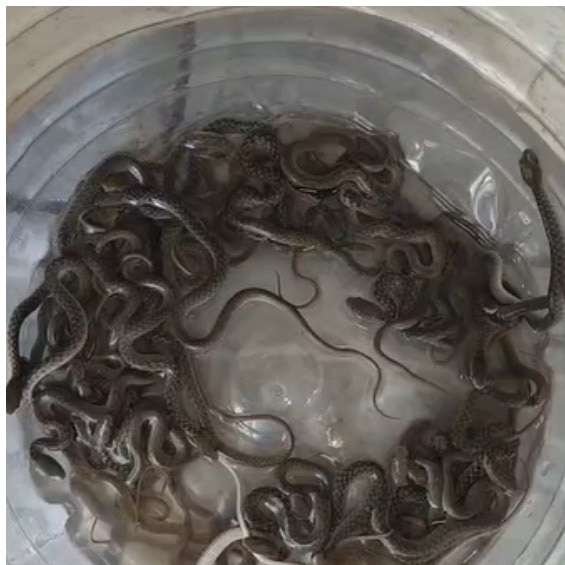 Haridwar family finds 27 snake hatchlings in water tank, watch rescue video