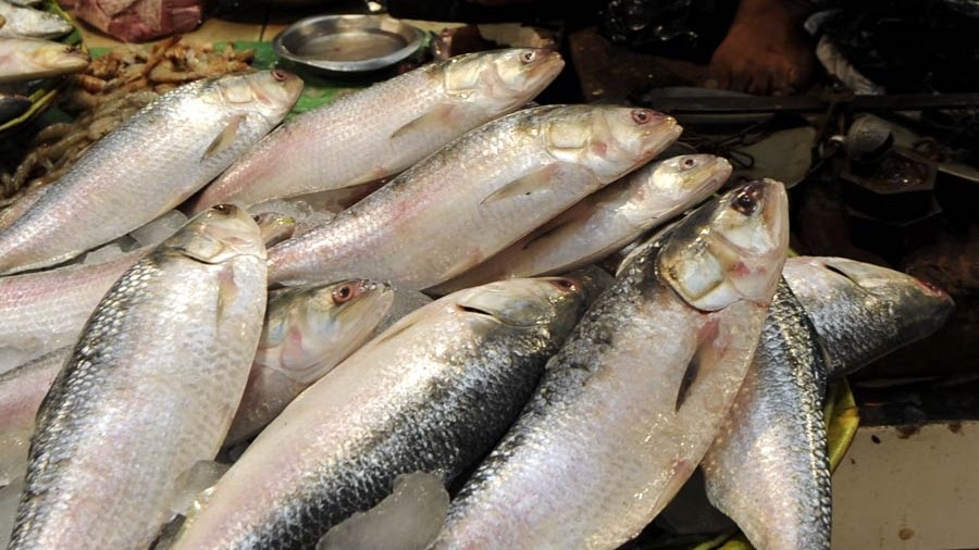 Karnataka to roll out e-commerce platform for fresh seafood deliveries