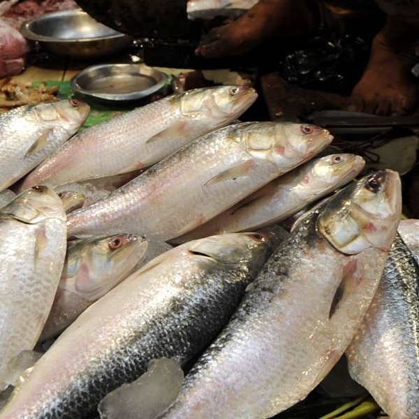 Karnataka to roll out e-commerce platform for fresh seafood deliveries