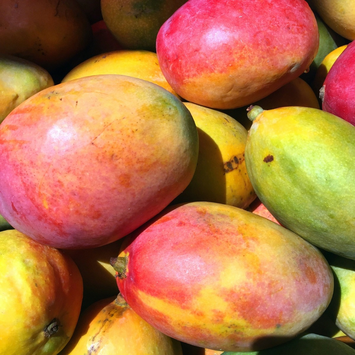 How to tell if a mango is ripe? 8 simple signs to check