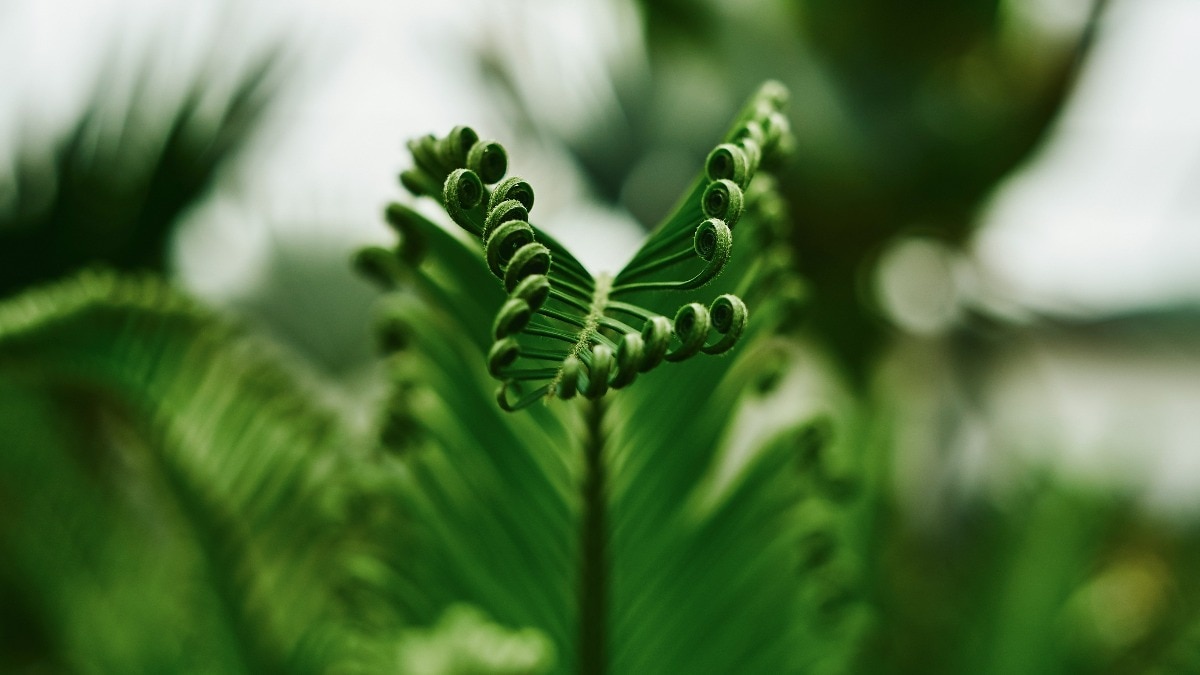 Can plants be conscious? IIT study finds they 'switch off' under anaesthesia