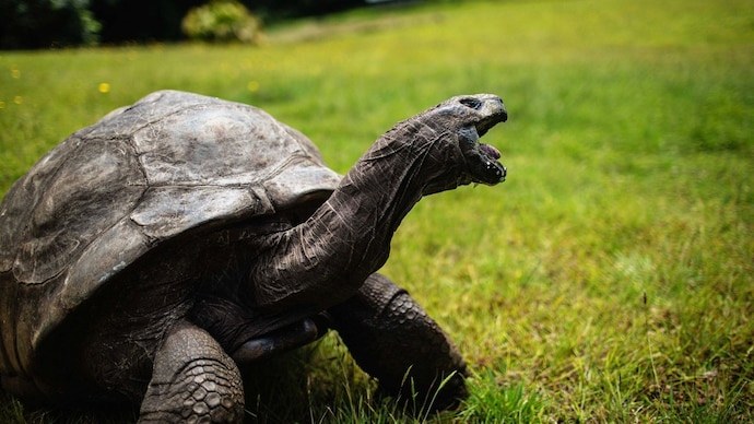 Jonathan, a Seychelles giant tortoise