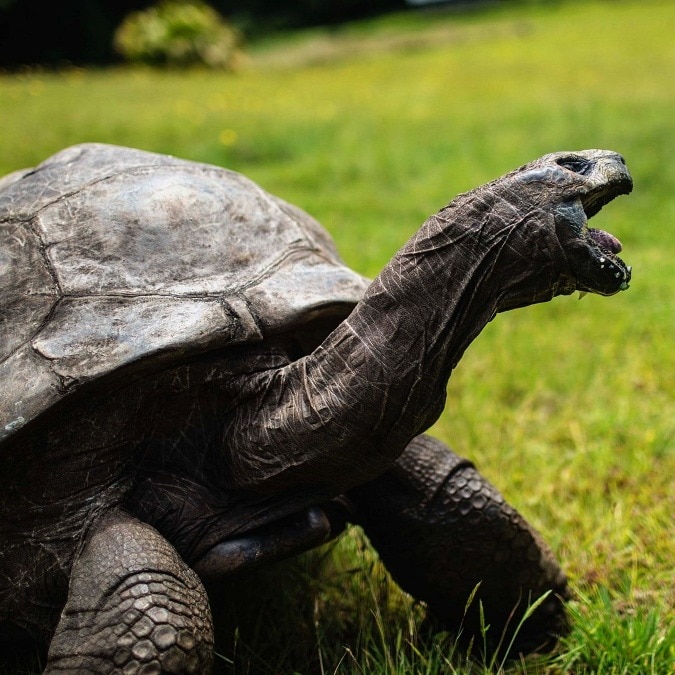 How a tortoise born a century before India's independence is still alive