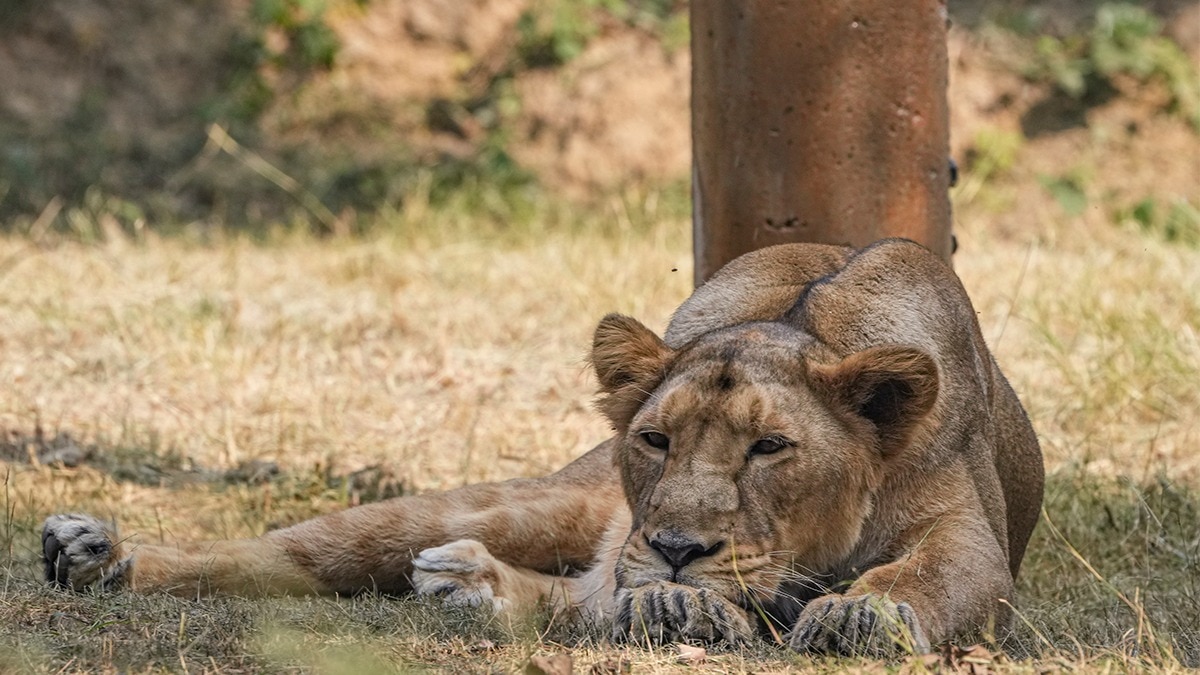As 11 Gir lions fall to Babesiosis, Canine Distemper Virus, a 2018 horror is recalled