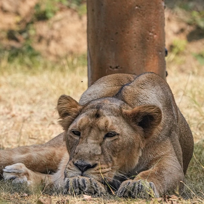 As 11 Gir lions fall to Babesiosis, Canine Distemper Virus, a 2018 horror is recalled