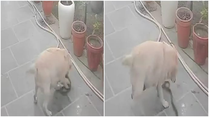 Loyal pet dog sacrifices life battling cobra to protect owner in Haryana