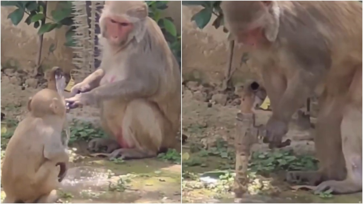 monkey