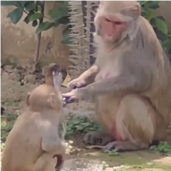 monkey