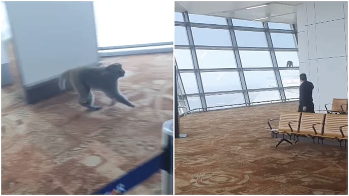 Monkey sneaks past security into Delhi airport's T3 boarding area, video goes viral