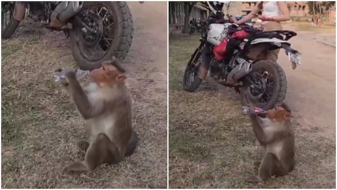 Monkey steals foreigner's soft drink, drinks it. But people focus on what it did next (Photos: @gharkekalesh/X) Monkey steals foreigner's soft drink, drinks it. But people focus on what it did next