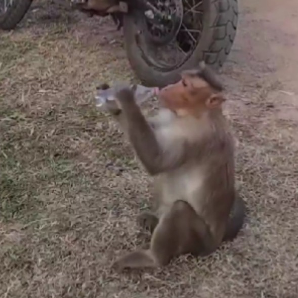 Monkey steals foreigner's soft drink, drinks it. But people focus on what it did next