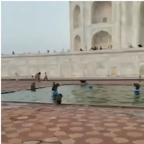 Monkeys turn Taj Mahal water tank into their own swimming pool in Agra, video is viral
