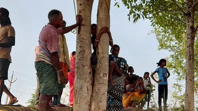 Odisha jamun tree mishap