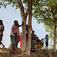 Odisha jamun tree mishap Odisha jamun tree mishap