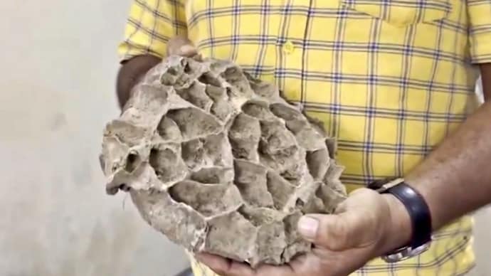 Odisha shark teeth