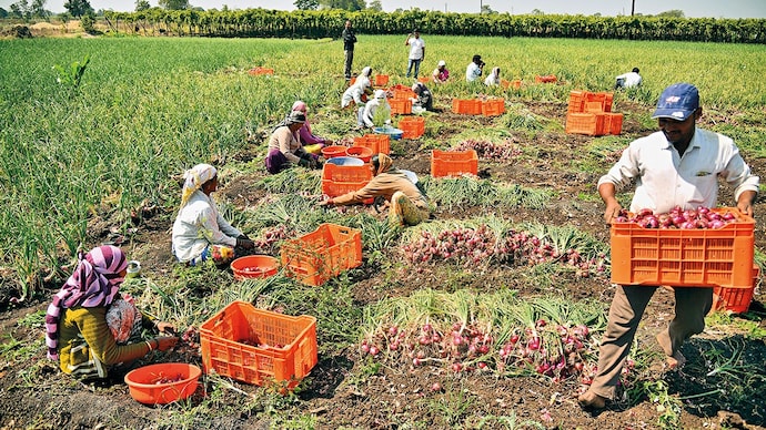 LOW QUALITY GLUT: Onion farmers in Nashik district, Maharashtra. (Photo: Mayur Bargaje)