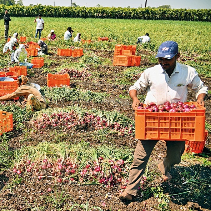 Onion farm