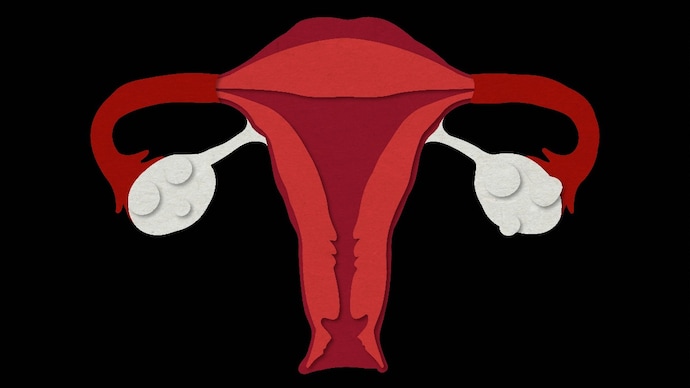 Ovary