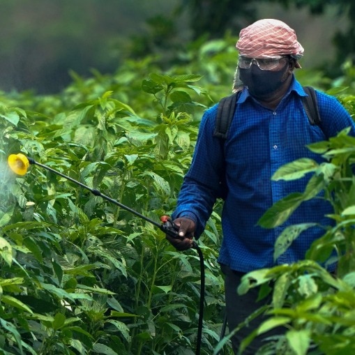 Why hasn't India banned Paraquat, a toxic herbicide rejected by much of the world?