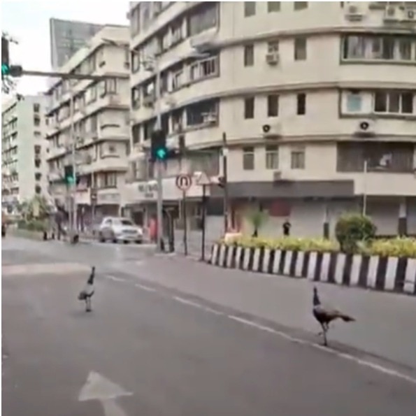 Peacocks step into south Mumbai’s urban rush after monsoon arrival