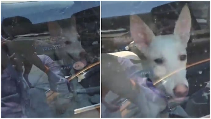 Pet dog left inside locked car in Lucknow market as heat soars