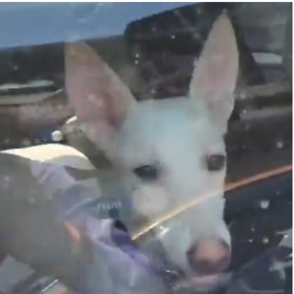 Pet dog left inside locked car in Lucknow market as heat soars, video sparks outrage