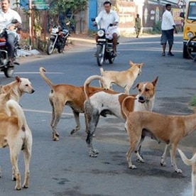 Karnataka sets 3-year target for full stray dog sterilisation coverage in Bengaluru