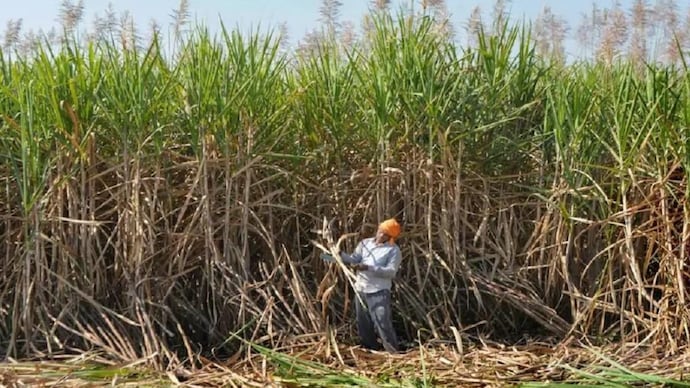 Sugarcane Farming Tips Gobar Upaay
