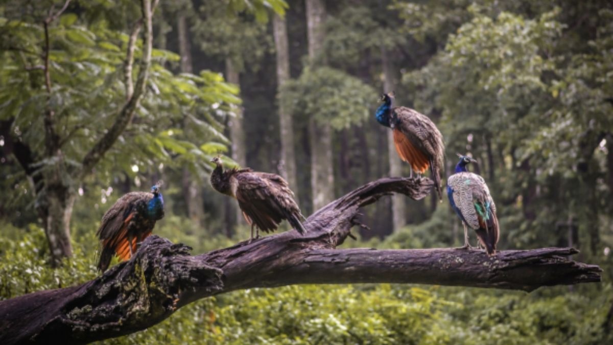 Why Tamil Nadu forests are now a last refuge for I