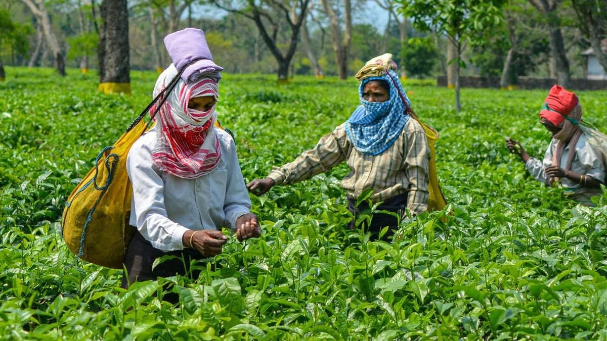 Bengal budget sets up tea workers board, tightens tea garden land use