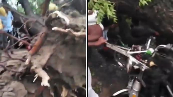 The e-rickshaw was on its way from Awagarh in Etah district to Fariha when the tree collapsed on it. (Photo: X)